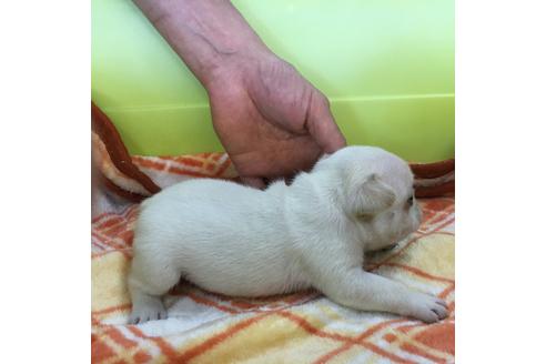 成約済の愛知県のフレンチブルドッグ-31852の3枚目